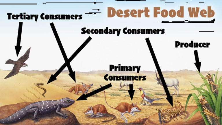 Desert Food Web: A Delicate Balance of Survival and Adaptation